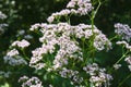 Sharpleaf valerian in the forest Royalty Free Stock Photo