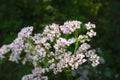 Sharpleaf valerian in the forest Royalty Free Stock Photo