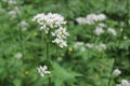 Sharpleaf valerian in the forest