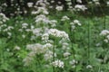 Sharpleaf valerian in the forest