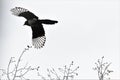 Silhouette of a flying Eurasian Magpie