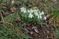 Snowdrops in the meadow in the winter Royalty Free Stock Photo