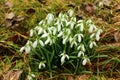 Snowdrops in the meadow in the winter Royalty Free Stock Photo