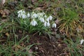 Snowdrops in the meadow in the winter Royalty Free Stock Photo