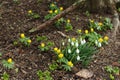 Snowdrops and winter aconites