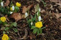 Snowdrops and winter aconites