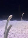 Eels in the Aquarium