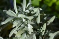 Spanish sage in the garden Royalty Free Stock Photo