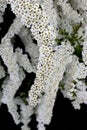 Spiraea shrub flower