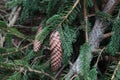 Spruce cone on a spruce Royalty Free Stock Photo