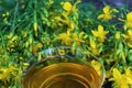 St John`s wort tea in front of St John`s wort blossoms Royalty Free Stock Photo