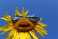 Sunflower with a funny face and sunglasses Royalty Free Stock Photo