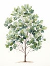 Olive Tree - A Tree With Green Leaves Royalty Free Stock Photo