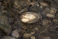Thick-shelled river mussel in the river