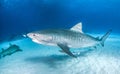 Tiger shark at the Bahamas