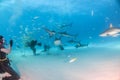 Tiger shark and caribbean reef sharks at Tigerbeach, Bahamas