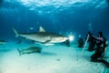 Tiger shark at Tigerbeach, Bahamas Royalty Free Stock Photo