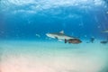 Tiger shark at Tigerbeach, Bahamas Royalty Free Stock Photo