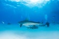 Tiger shark at Tigerbeach, Bahamas Royalty Free Stock Photo