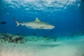 Tiger shark at Tigerbeach, Bahamas Royalty Free Stock Photo