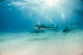 Tiger shark at Tigerbeach, Bahamas Royalty Free Stock Photo