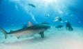 Tiger shark at Tigerbeach, Bahamas Royalty Free Stock Photo