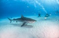 Tiger shark at Tigerbeach, Bahamas