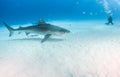 Tiger shark at Tigerbeach, Bahamas