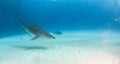 Tiger shark at Tigerbeach, Bahamas