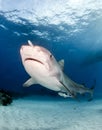 Tiger shark at Tigerbeach, Bahamas Royalty Free Stock Photo