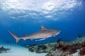 Tiger shark at Tigerbeach, Bahamas