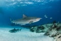 Tiger shark at Tigerbeach, Bahamas