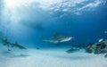 Tiger shark at Tigerbeach, Bahamas Royalty Free Stock Photo