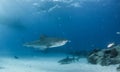 Tiger shark at Tigerbeach, Bahamas