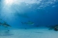 Tiger shark at Tigerbeach, Bahamas Royalty Free Stock Photo