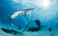 Tiger shark at Tigerbeach, Bahamas