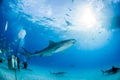 Tiger shark at Tigerbeach, Bahamas