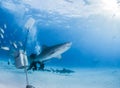 Tiger shark at Tigerbeach, Bahamas