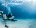 Tiger shark at Tigerbeach, Bahamas