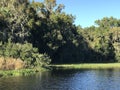 Paynes Prairie in Florida XII Royalty Free Stock Photo