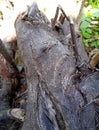 This picture shows a tree bark that is starting to dry