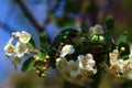 Rose chafers in the blossoming snowberry bush