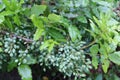 Unripe mahonia fruits in the garden