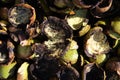 Walnut shells Royalty Free Stock Photo