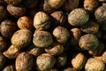 Walnuts Royalty Free Stock Photo