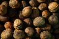 Walnuts Royalty Free Stock Photo