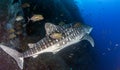 Whale shark at Roca Partida, Mexico Royalty Free Stock Photo