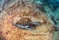 White tip reef sharks at Roca Partida, Mexico Royalty Free Stock Photo