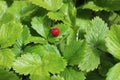 Wild strawberry in the forest