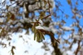 Willow with snow in the winter Royalty Free Stock Photo